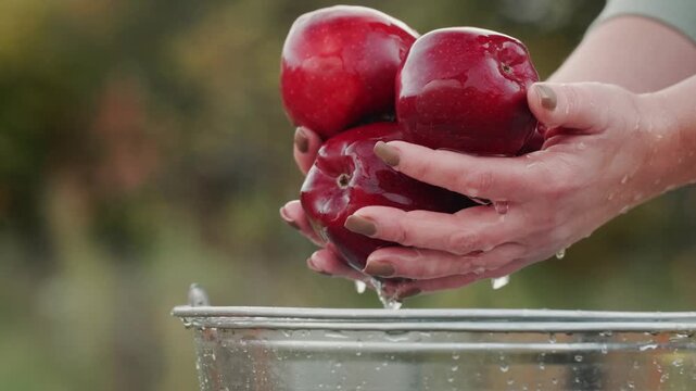 A close-up shot of female hands holding a cluster of freshly washed red apples, glistening with water droplets above a metal bucket in slow motion.