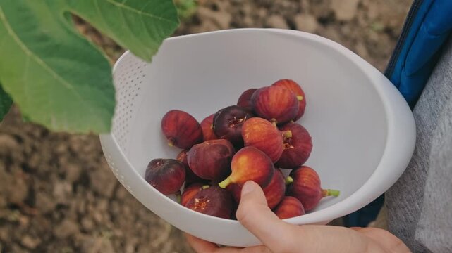hands arrange ripe figs in white colander outdoors near fig leaves, soft daylight reveals smooth skins.