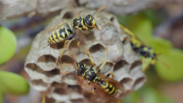 European paper wasps (Polistes dominula) on a comb nest built outdoors close up   