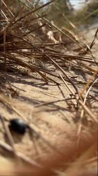 Low-angle forward glide across sandy dune with dry grasses, brittle stems, seedheads, golden sand ripples, and parallax depth in warm sunlight