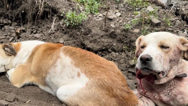 Two male dogs after rivalry for female, resting together beside her in meadow, scene of tension resolved into calm coexistence, symbol of social dynamics in animals