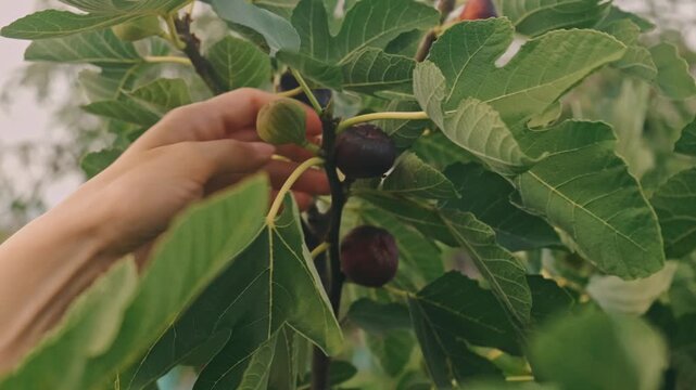 close-up view of hands harvesting ripe dark purple figs from veined leafy branch, with some green fruit nearby