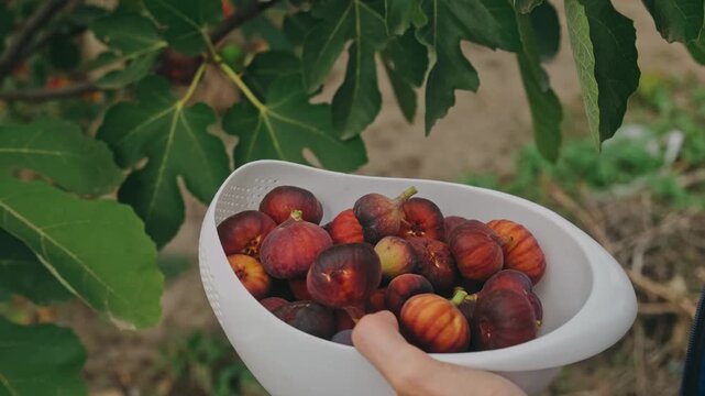 ripe figs in hands are collected into white colander beneath fig leaves, showing harvest in soft daylight