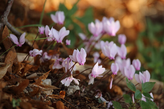 Close-up of wild pink cyclamen flowers blooming among dry autumn leaves on the forest floor