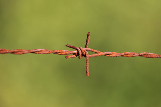 Extreme close-up of an old rusted barbed wire knot against a blurred green background