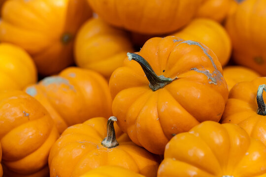 small pumpkins in a pile