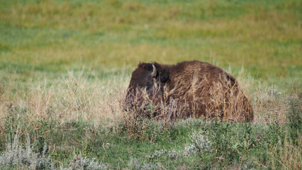 Bison rests in tall grass, head lowered. Brown fur blends with golden grasses. Nature's quiet moment, wild and still. Ideal for nature, wildlife, or conservation themes. No people in frame © Mark
