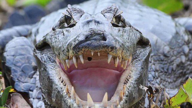 Yacar&eacute;, Caiman, Caiman yacar&eacute;,  tick inside the mouth, tick,  Yawning, Open Mouth, Teeth, Aggressive, Defensive,  It feeds on crustaceans, mollusks, fish, reptiles, and small mammals, Port Jofr&egrave;, Pant