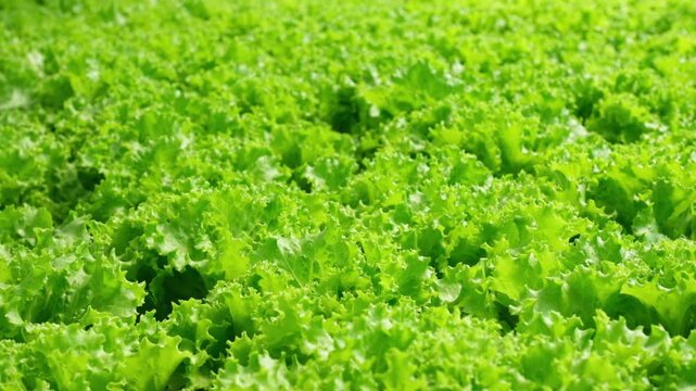 Lush green lettuce growing in hydroponic farm with abundant foliage. Lettuce field , Green cos, Red oak and green oak lettuce in nutrient film technique farm , NFT farm , hydroponic farm
