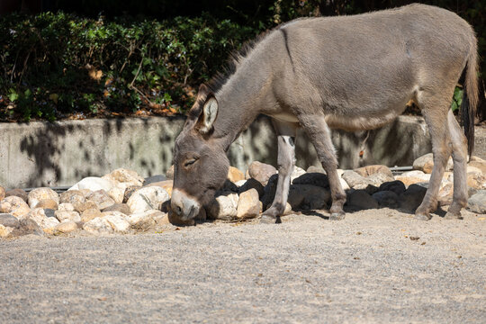 Donkey grazing on the ground in sunlight