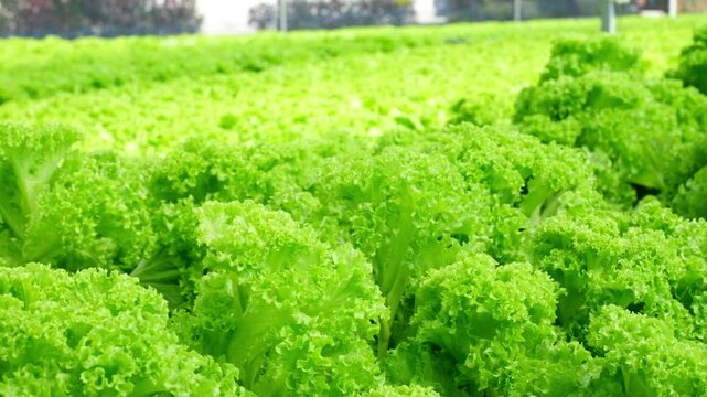 Close-up footage of hydroponic green lettuce in a modern greenhouse. Fresh green lettuce growing in a hydroponic greenhouse bathed in sunlight; concepts of organic farming, healthy food, 