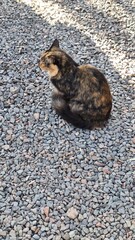 cat on the stone © harislab