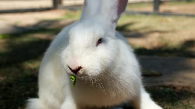 A close-up of a cute white rabbit eating vegetables.