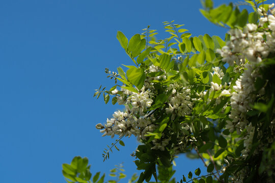 Acacia blossoms bloom on green branches against clear blue sky background. This spring allergy medical concept represents seasonal pollinosis health hazard and airborne flower pollen problem.
