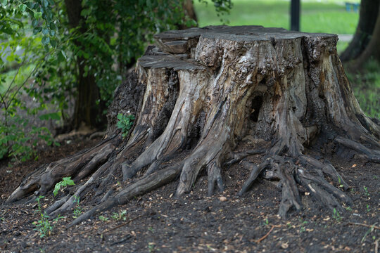 Old wood tree stump with powerful roots in the ground. Forestry concept and deforestation icon or yard clearing and garden landscaping service commercial asset with nature park background.