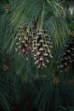 Large pinus strobus cones with resin drops hang on coniferous tree branch. Soft daylight illuminates evergreen pine needles in dense forest. Natural botany background for seasonal design.