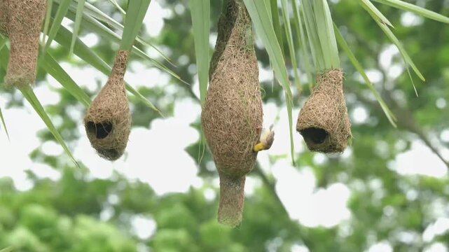 Baya Weaver Building a Nest Among Neighboring Nests