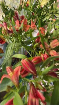 Close-up alstroemeria bouquet with unfolding blooms, coral and pale pink petals opening from buds, striped throats, clustered stems and warm diffused light in soft indoor setting