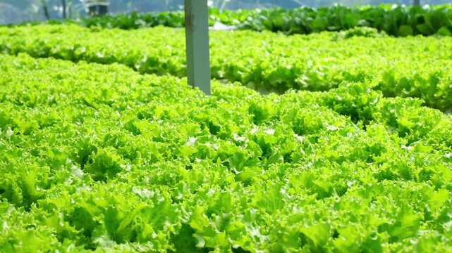 Lush green lettuce growing in hydroponic farm with abundant foliage. Lettuce field , Green cos, Red oak and green oak lettuce in nutrient film technique farm , NFT farm , hydroponic farm
