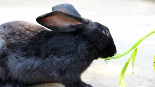 Rodent behavior; a close-up of a black rabbit eating vegetables. Studying animal habits.