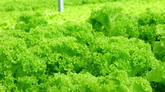 Close-up footage of hydroponic green lettuce in a modern greenhouse. Fresh green lettuce growing in a hydroponic greenhouse bathed in sunlight; concepts of organic farming, healthy food, 