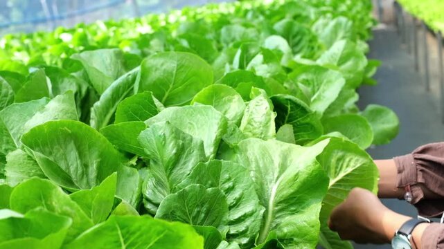 A young Asian farmer inspects vegetables from a hydroponic farm in the morning&mdash;fresh, organically grown produce from a hydroponic greenhouse. Cultivating and producing mustard greens using modern farm