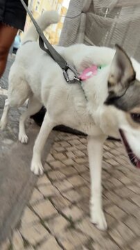 Leashed white and gray dog walking along curb turning head toward camera with handler partially visible on cobblestone sidewalk in overcast daylight urban stroll