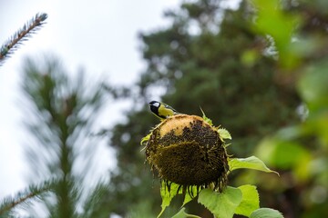A titmouse on a sunflower is eating seeds in the garden. © fototema