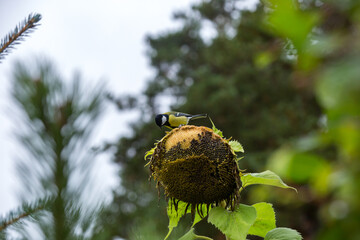 A titmouse on a sunflower is eating seeds in the garden. © fototema