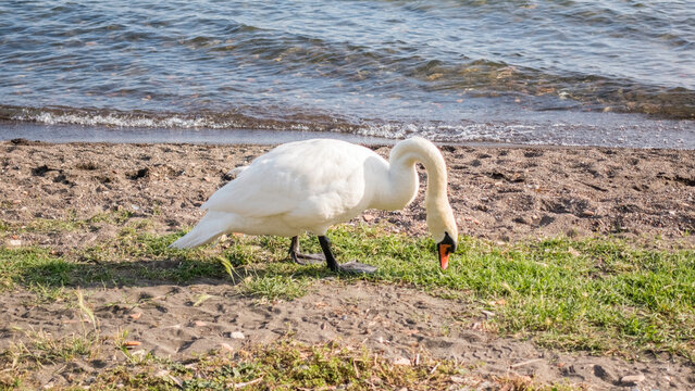 Beautiful white swan on the lake Bracciano, Italy