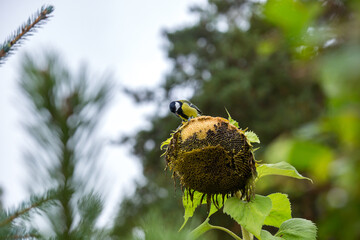 A titmouse on a sunflower is eating seeds in the garden. © fototema