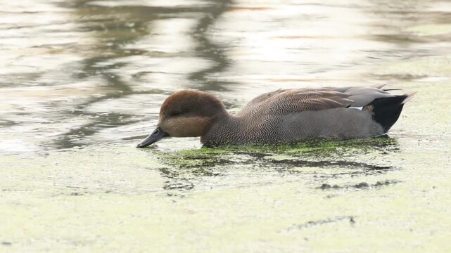 a male gadwall on the lake, a gadwall eating duckweed on the pond, dabbling duck, scene on the lake with peaceful ducks; idyllic nature with waterfowl; Mareca strepera