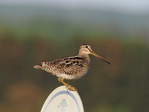 Latham's Snipe Perched with Its Long Bill in Japan