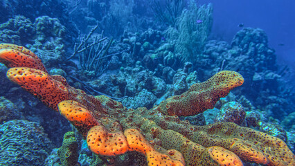 Caribbean coral garden © John Anderson