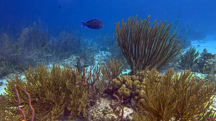 Caribbean coral garden, underwater Bonaire © John Anderson