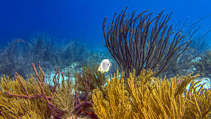 Caribbean coral garden, underwater Bonaire © John Anderson