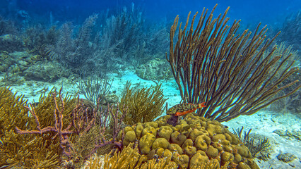 Caribbean coral garden, underwater Bonaire © John Anderson