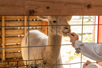Child's hand feeding a llama through a wire fence at a zoo, close-up animal encounter showing a safe and educational family experience © Juli