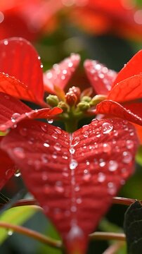 Poinsettia Flower Petals with Water Droplets Gently Swaying in a Looping Animation. Macro Footage of Vibrant Red Blooms.