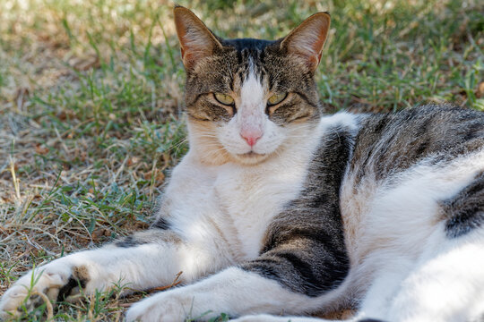 Portrait de chat
