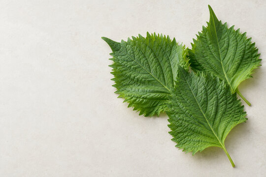 Fresh green shiso perilla leaves with copy space