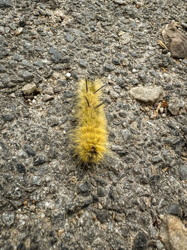 Hairy yellow American dagger moth caterpillar (Acronicta americana) crawling across a rough gravel surface.