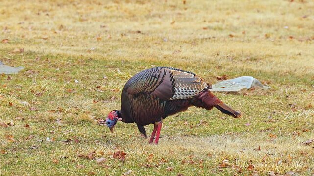 Wild Turkey on a grass field in Minnesota
