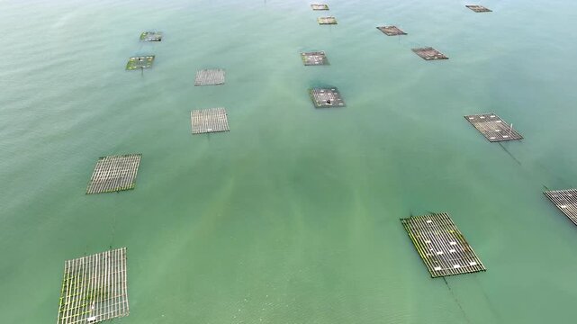 Aerial of floating oyster farms off the coast of Taiwan.
