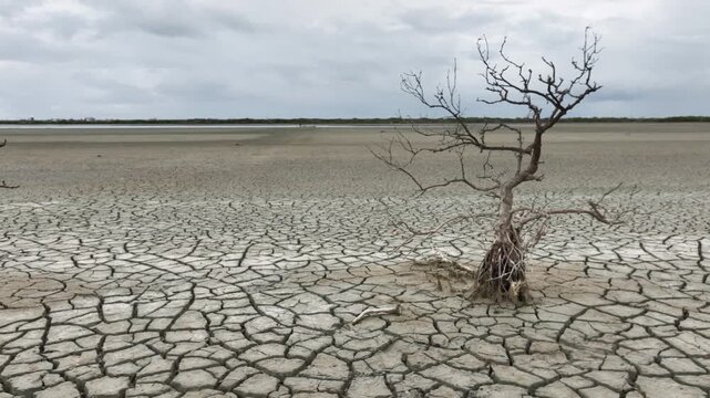 Aerial shot a died tree in cracked surface of a dry lake.