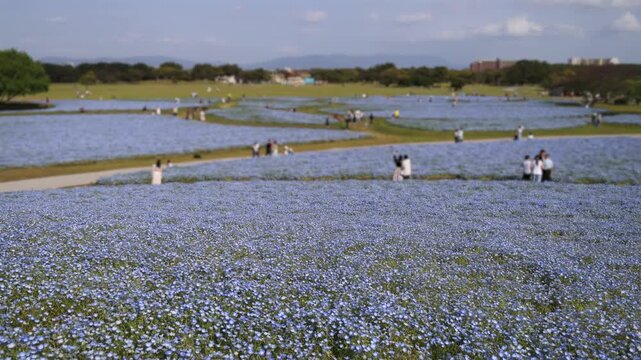 Uminonakamichi Seaside Park, Japan, Hakata Bay peninsula, Fukuoka, field of blooming flowers, nemophila (baby blue eyes), Iceland poppies and tulips growing, flower picnic, Higashi Ward, Kyushu Island