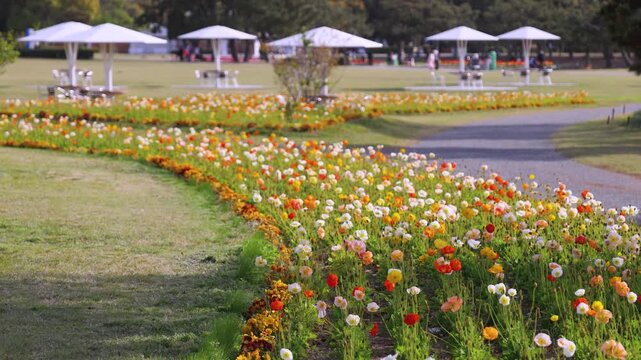 Uminonakamichi Seaside Park, Japan, Hakata Bay peninsula, Fukuoka, field of blooming flowers, nemophila (baby blue eyes), Iceland poppies and tulips growing, flower picnic, Higashi Ward, Kyushu Island