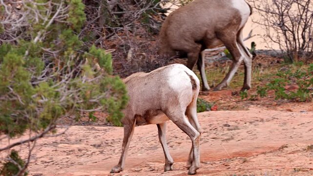 Wild Bighorn Sheep in Zion National Park. Utah, USA.