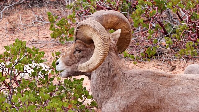 Wild Bighorn Sheep in Zion National Park. Utah, USA.