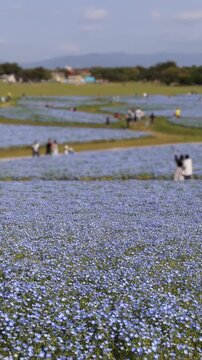 Uminonakamichi Seaside Park, Japan, Hakata Bay peninsula, Fukuoka, field of blooming flowers, nemophila (baby blue eyes), Iceland poppies and tulips growing, flower picnic, Higashi Ward, Kyushu Island